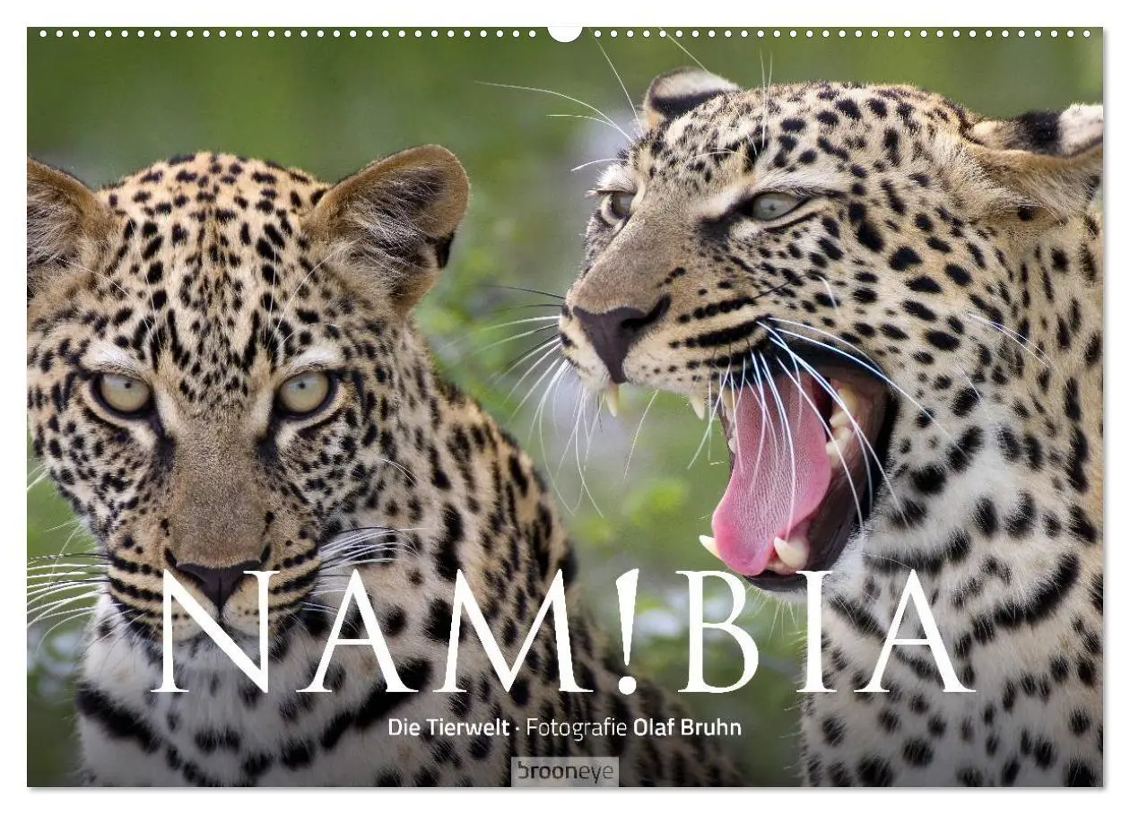 Cover: 9783516136838 | Namibia - Die Tierwelt (Wandkalender 2026 DIN A2 quer), CALVENDO...