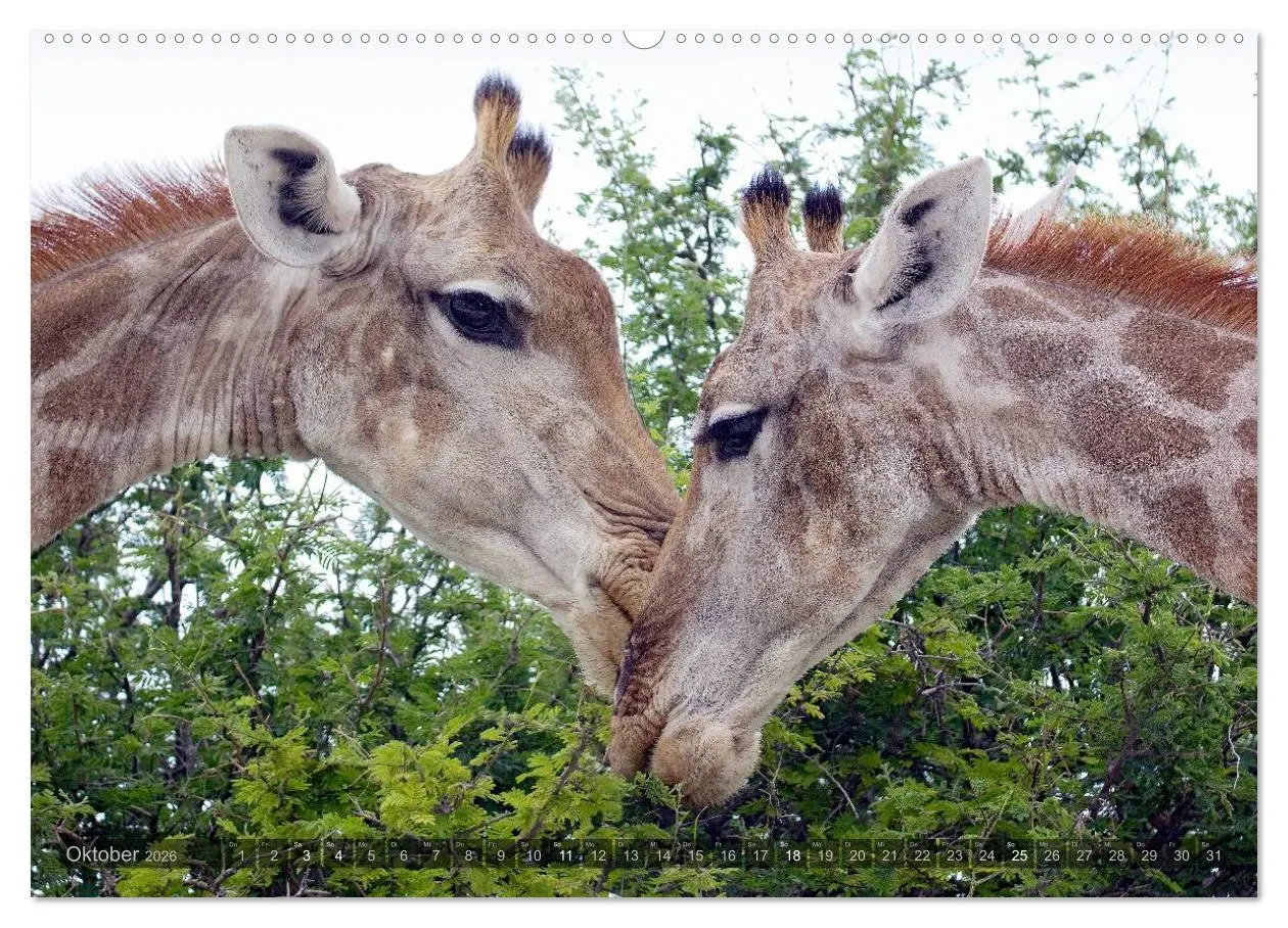 Bild: 9783516136838 | Namibia - Die Tierwelt (Wandkalender 2026 DIN A2 quer), CALVENDO...