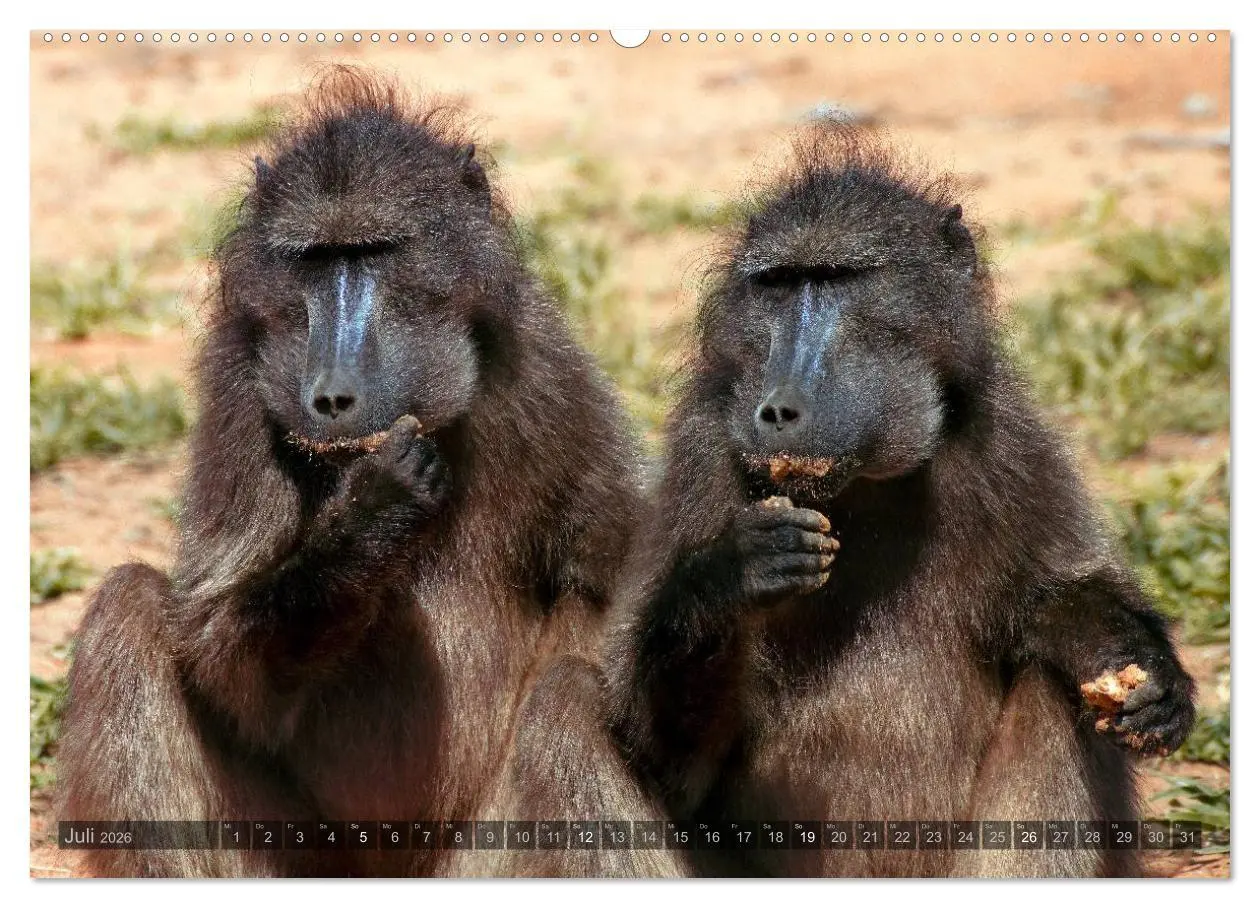 Bild: 9783516136838 | Namibia - Die Tierwelt (Wandkalender 2026 DIN A2 quer), CALVENDO...