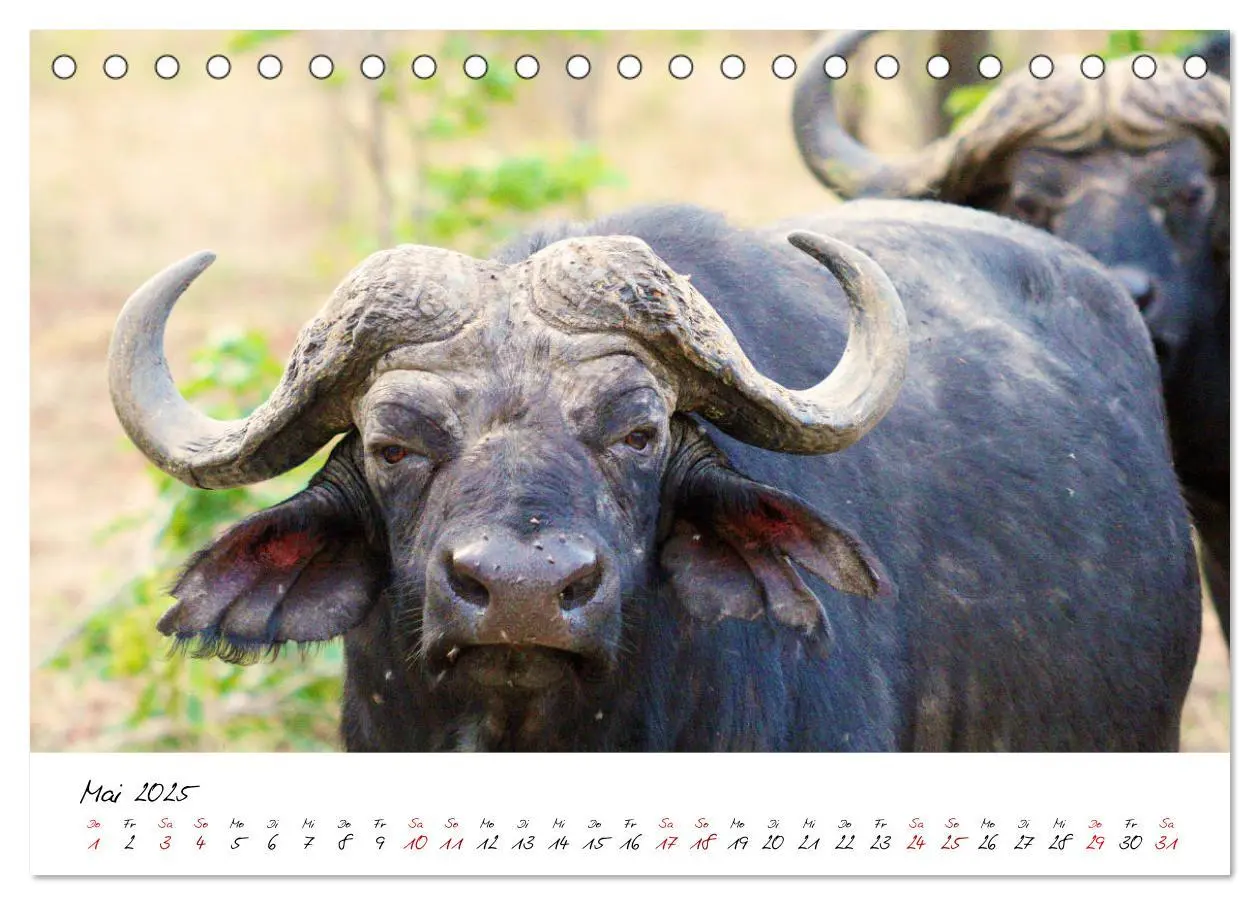 Bild: 9783435256938 | Namibia - Magie der Weite (Tischkalender 2025 DIN A5 quer),...