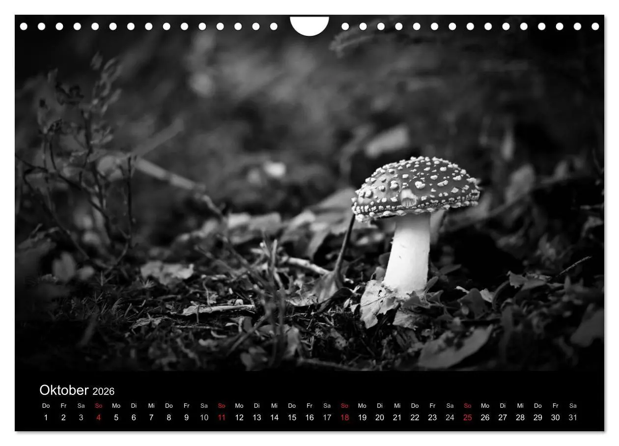 Bild: 9783516177138 | Hexen (Wandkalender 2026 DIN A4 quer), CALVENDO Monatskalender | 2026