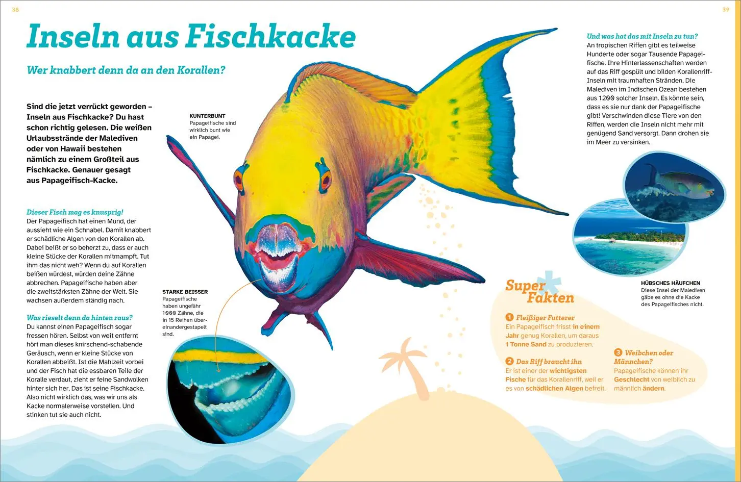 Bild: 9783788677138 | WAS IST WAS Korallenriff. Mitten im Gewusel | Stephanie Helber | Buch