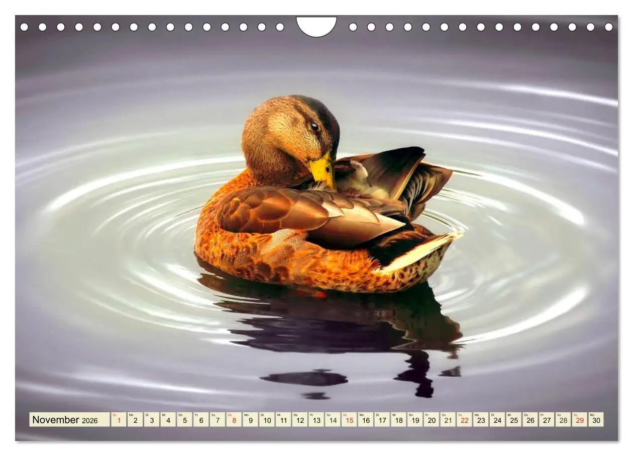 Bild: 9783457827338 | Enten. Beliebt, hübsch und imposant (Wandkalender 2026 DIN A4...