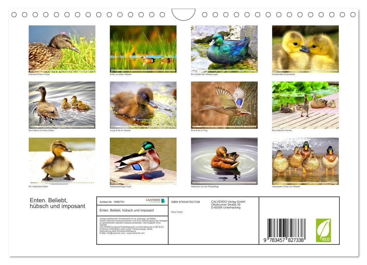 Bild: 9783457827338 | Enten. Beliebt, hübsch und imposant (Wandkalender 2026 DIN A4...
