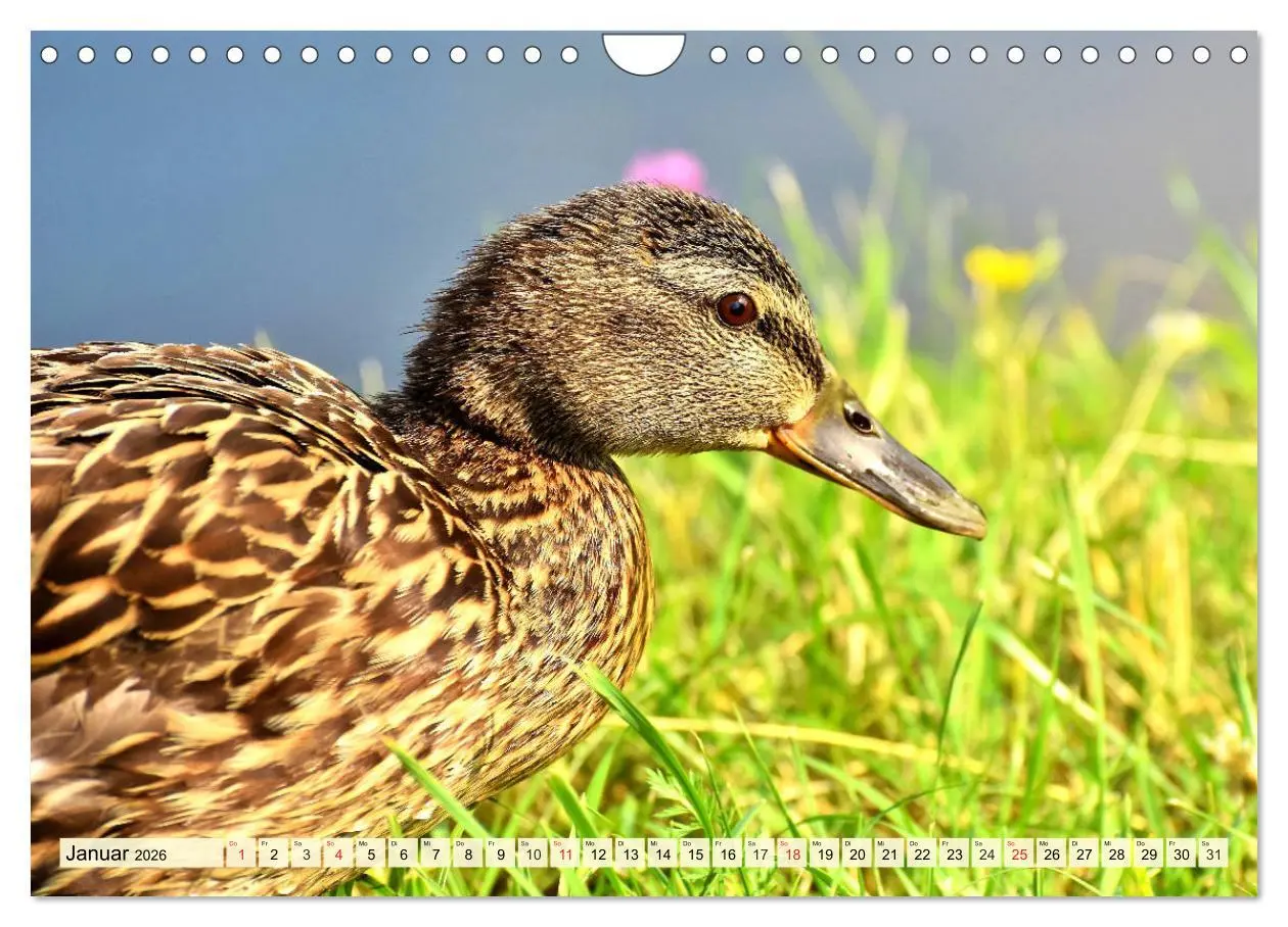 Bild: 9783457827338 | Enten. Beliebt, hübsch und imposant (Wandkalender 2026 DIN A4...