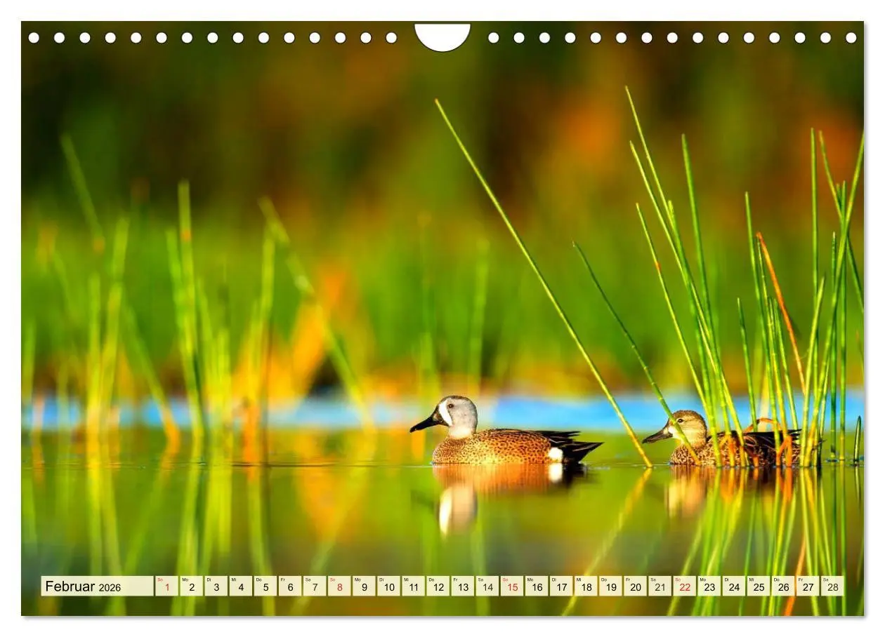 Bild: 9783457827338 | Enten. Beliebt, hübsch und imposant (Wandkalender 2026 DIN A4...