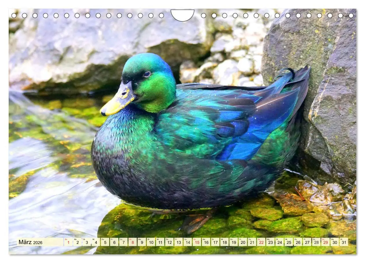 Bild: 9783457827338 | Enten. Beliebt, hübsch und imposant (Wandkalender 2026 DIN A4...
