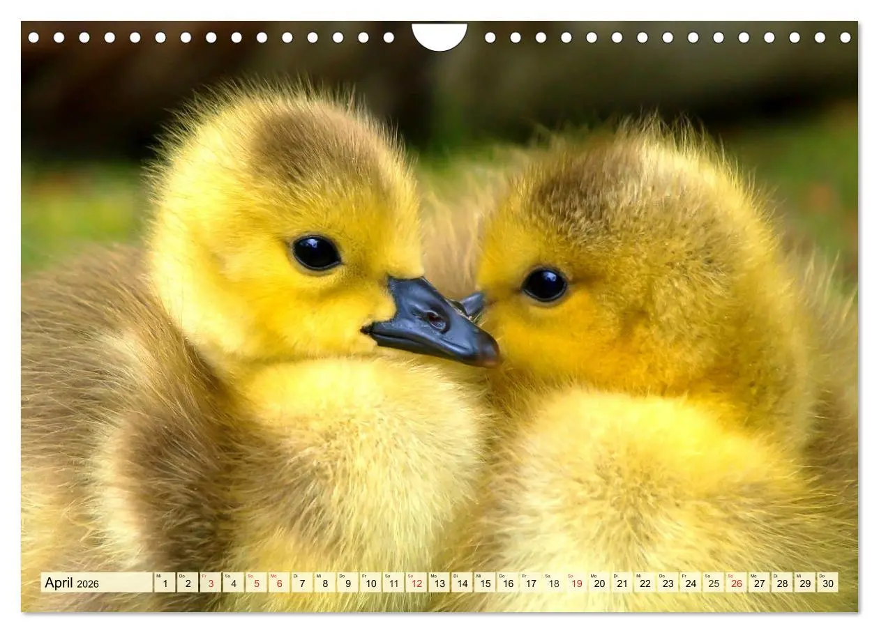 Bild: 9783457827338 | Enten. Beliebt, hübsch und imposant (Wandkalender 2026 DIN A4...
