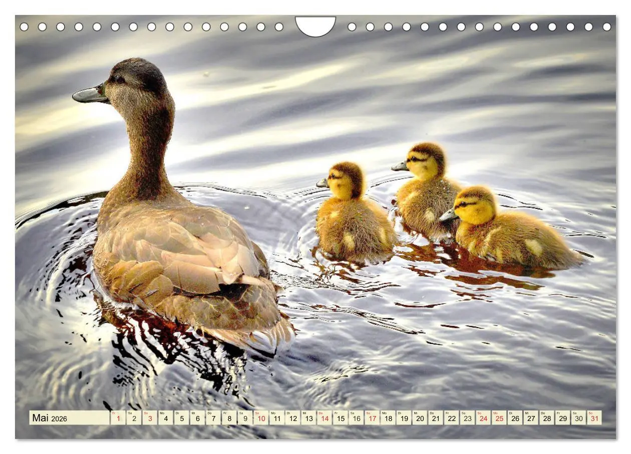 Bild: 9783457827338 | Enten. Beliebt, hübsch und imposant (Wandkalender 2026 DIN A4...