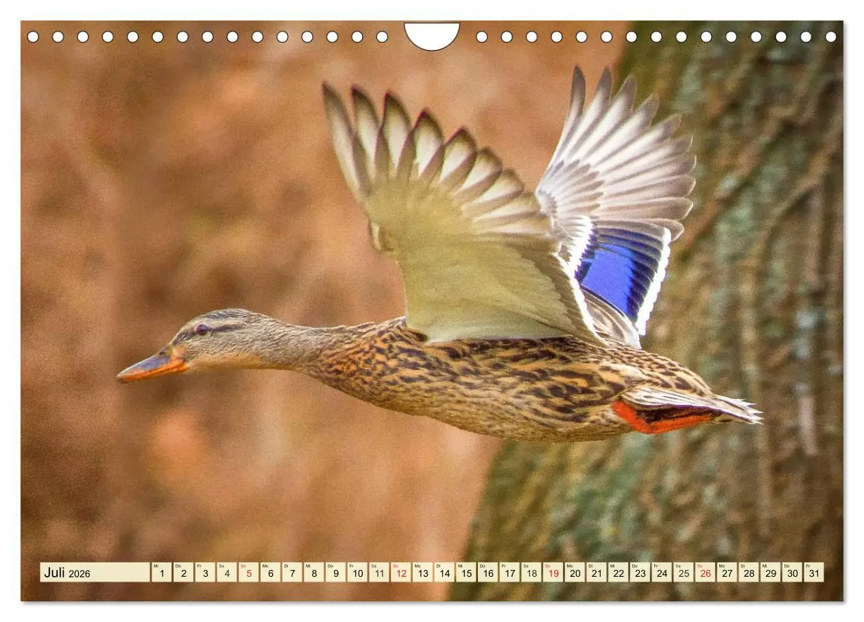 Bild: 9783457827338 | Enten. Beliebt, hübsch und imposant (Wandkalender 2026 DIN A4...