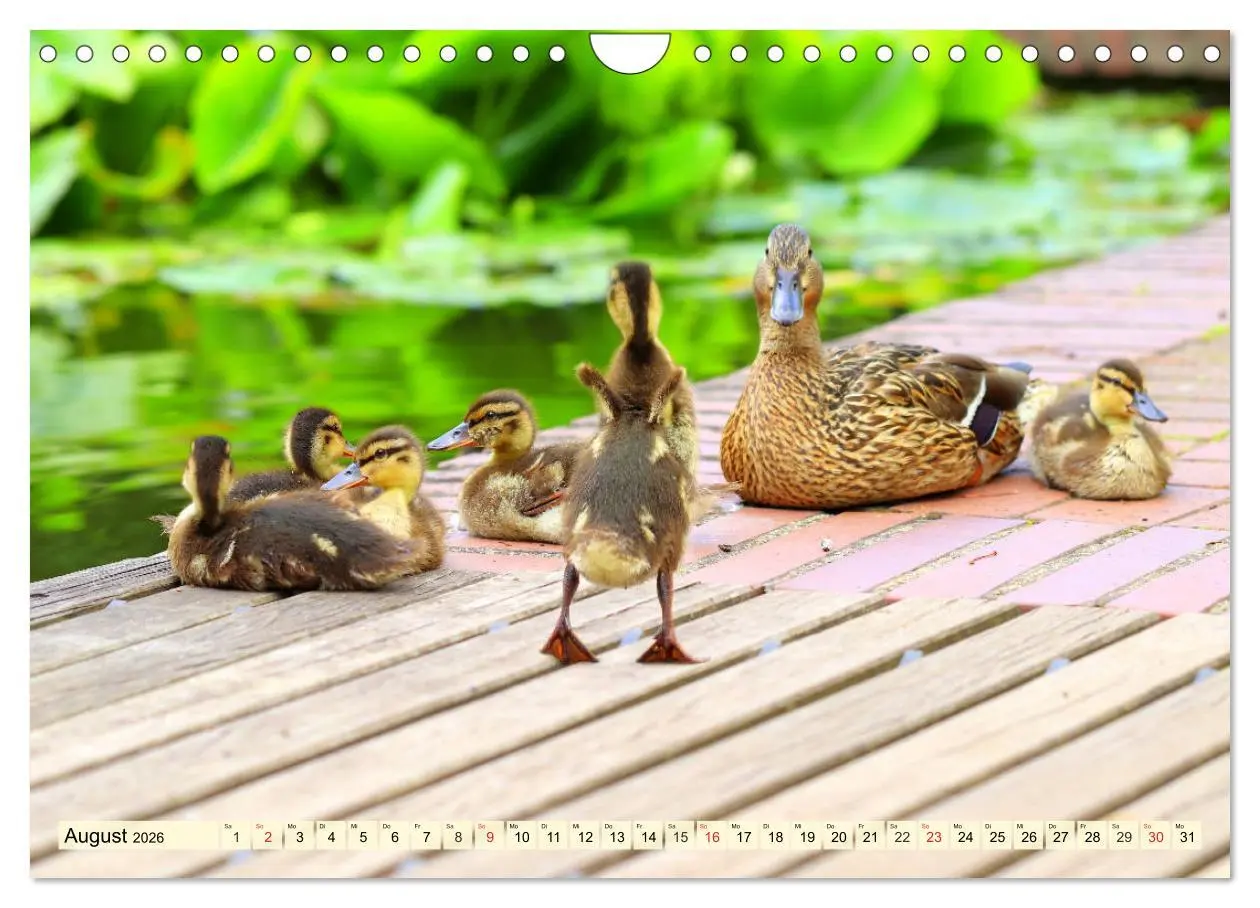Bild: 9783457827338 | Enten. Beliebt, hübsch und imposant (Wandkalender 2026 DIN A4...