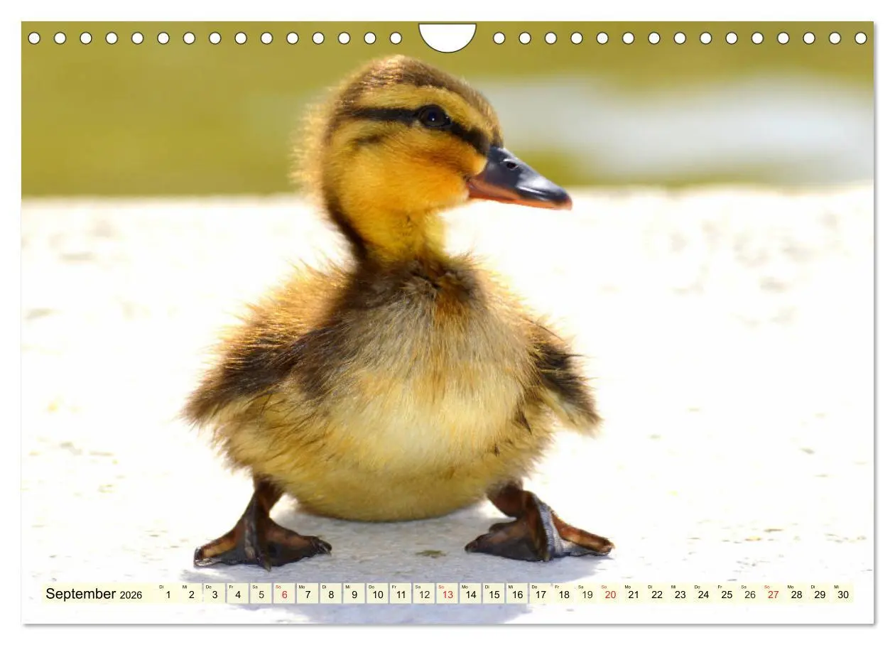Bild: 9783457827338 | Enten. Beliebt, hübsch und imposant (Wandkalender 2026 DIN A4...