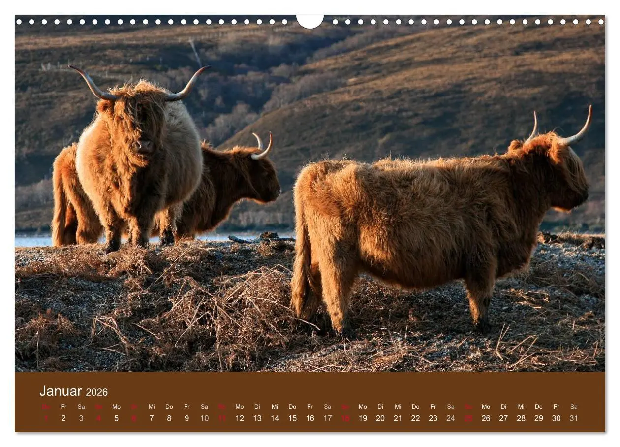 Bild: 9783516087338 | Schottische Hochlandrinder - Highland Cattle (Wandkalender 2026 DIN...