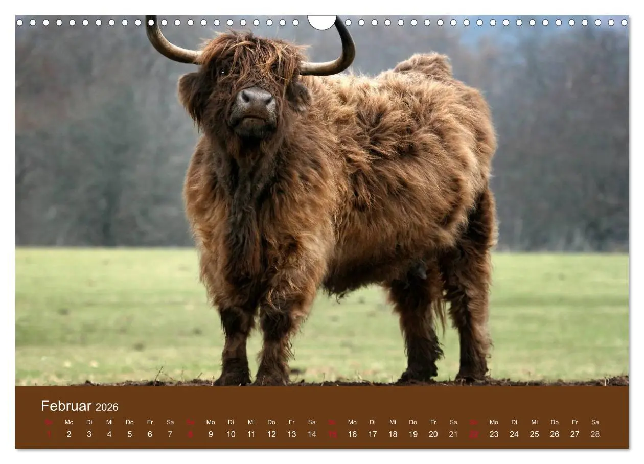 Bild: 9783516087338 | Schottische Hochlandrinder - Highland Cattle (Wandkalender 2026 DIN...