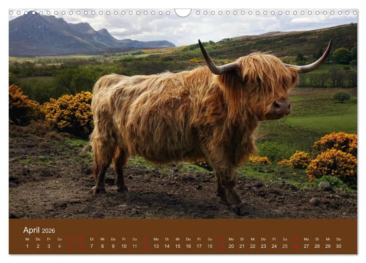 Bild: 9783516087338 | Schottische Hochlandrinder - Highland Cattle (Wandkalender 2026 DIN...
