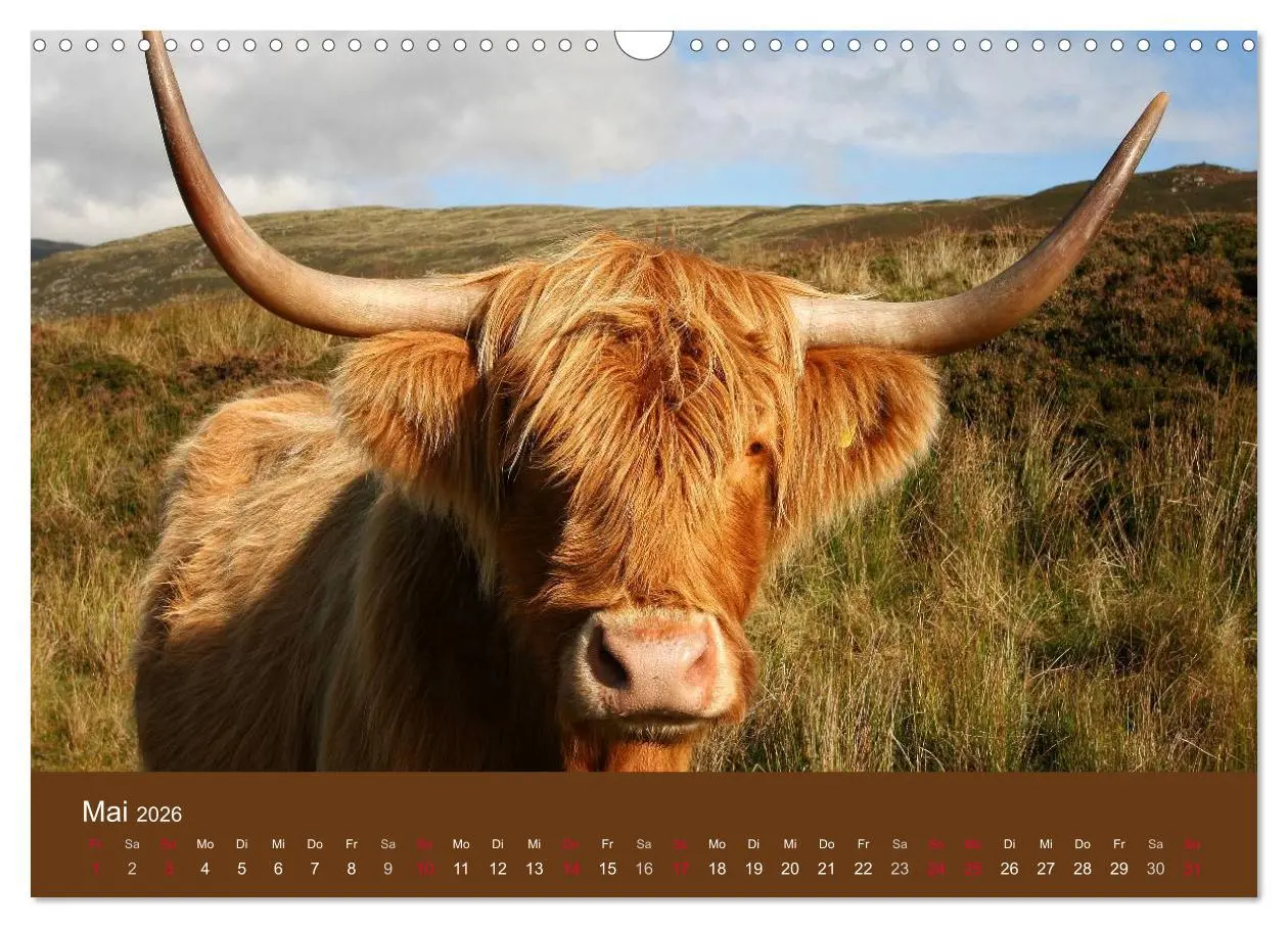 Bild: 9783516087338 | Schottische Hochlandrinder - Highland Cattle (Wandkalender 2026 DIN...