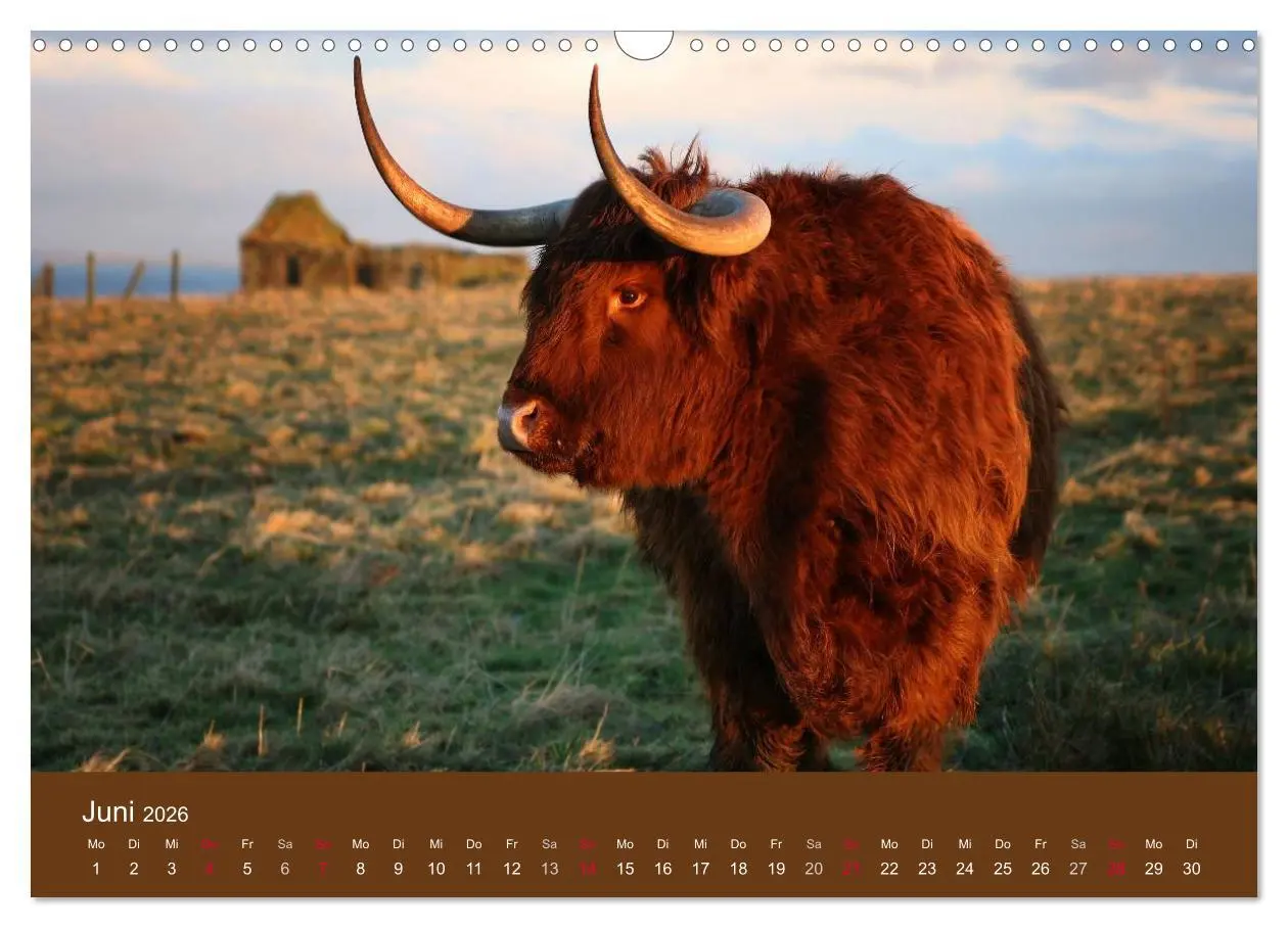 Bild: 9783516087338 | Schottische Hochlandrinder - Highland Cattle (Wandkalender 2026 DIN...