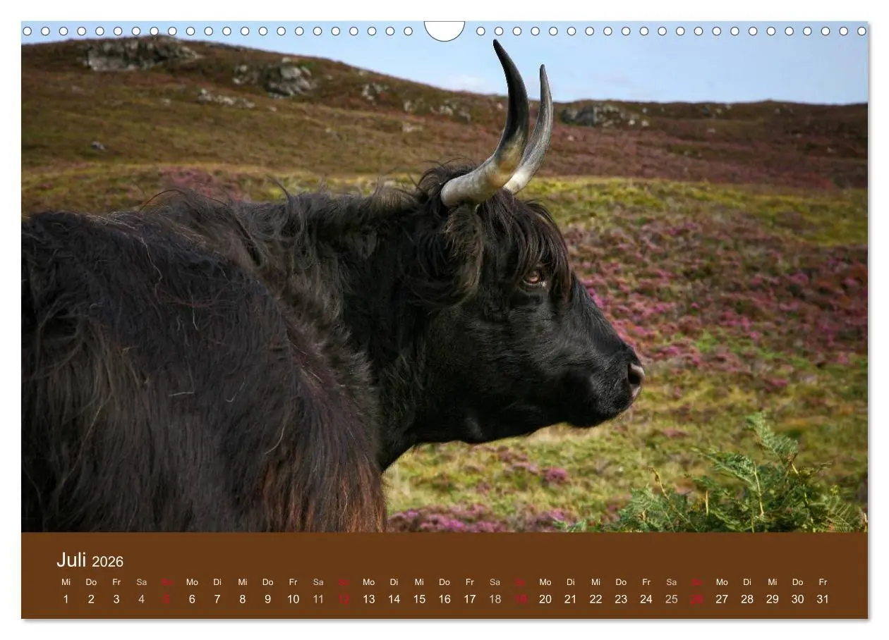 Bild: 9783516087338 | Schottische Hochlandrinder - Highland Cattle (Wandkalender 2026 DIN...