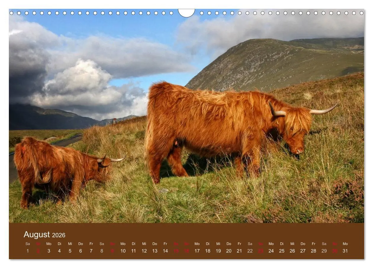 Bild: 9783516087338 | Schottische Hochlandrinder - Highland Cattle (Wandkalender 2026 DIN...