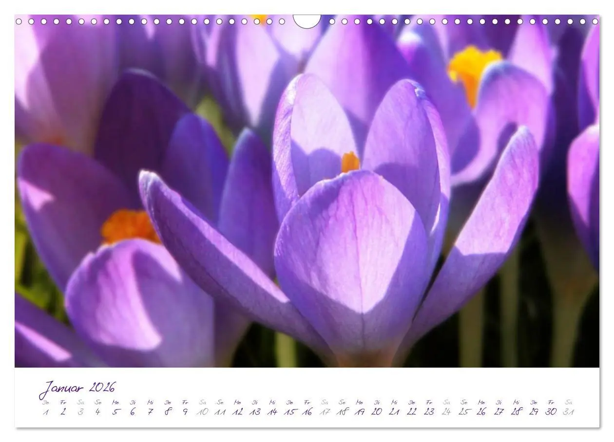 Bild: 9783516227338 | Lila Blüten (Wandkalender 2026 DIN A3 quer), CALVENDO Monatskalender