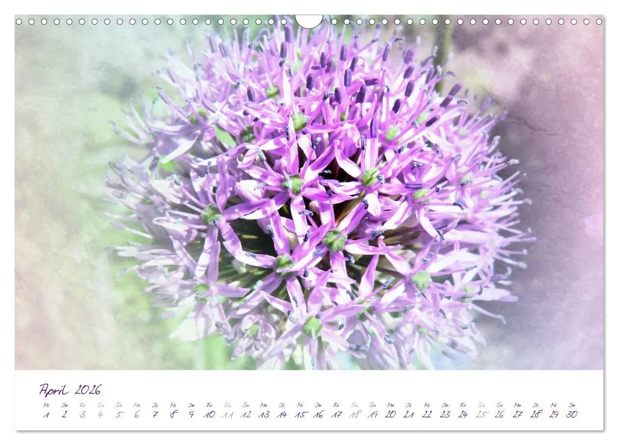 Bild: 9783516227338 | Lila Blüten (Wandkalender 2026 DIN A3 quer), CALVENDO Monatskalender