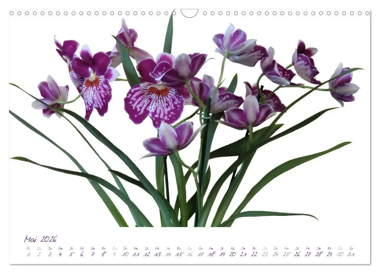 Bild: 9783516227338 | Lila Blüten (Wandkalender 2026 DIN A3 quer), CALVENDO Monatskalender