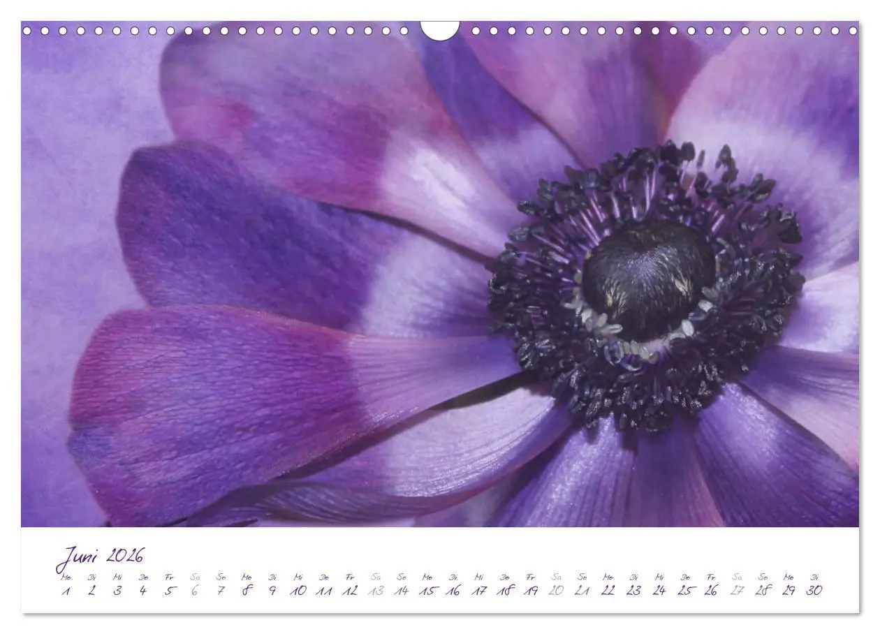 Bild: 9783516227338 | Lila Blüten (Wandkalender 2026 DIN A3 quer), CALVENDO Monatskalender