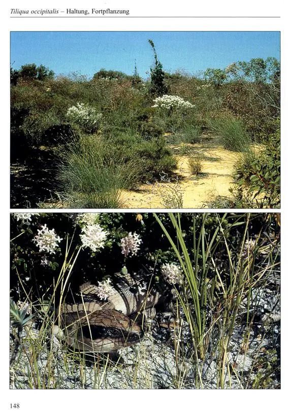 Bild: 9783931587338 | Blauzungenskinke | Beiträge zu Tiliqua und Cyclodomorphus | Buch