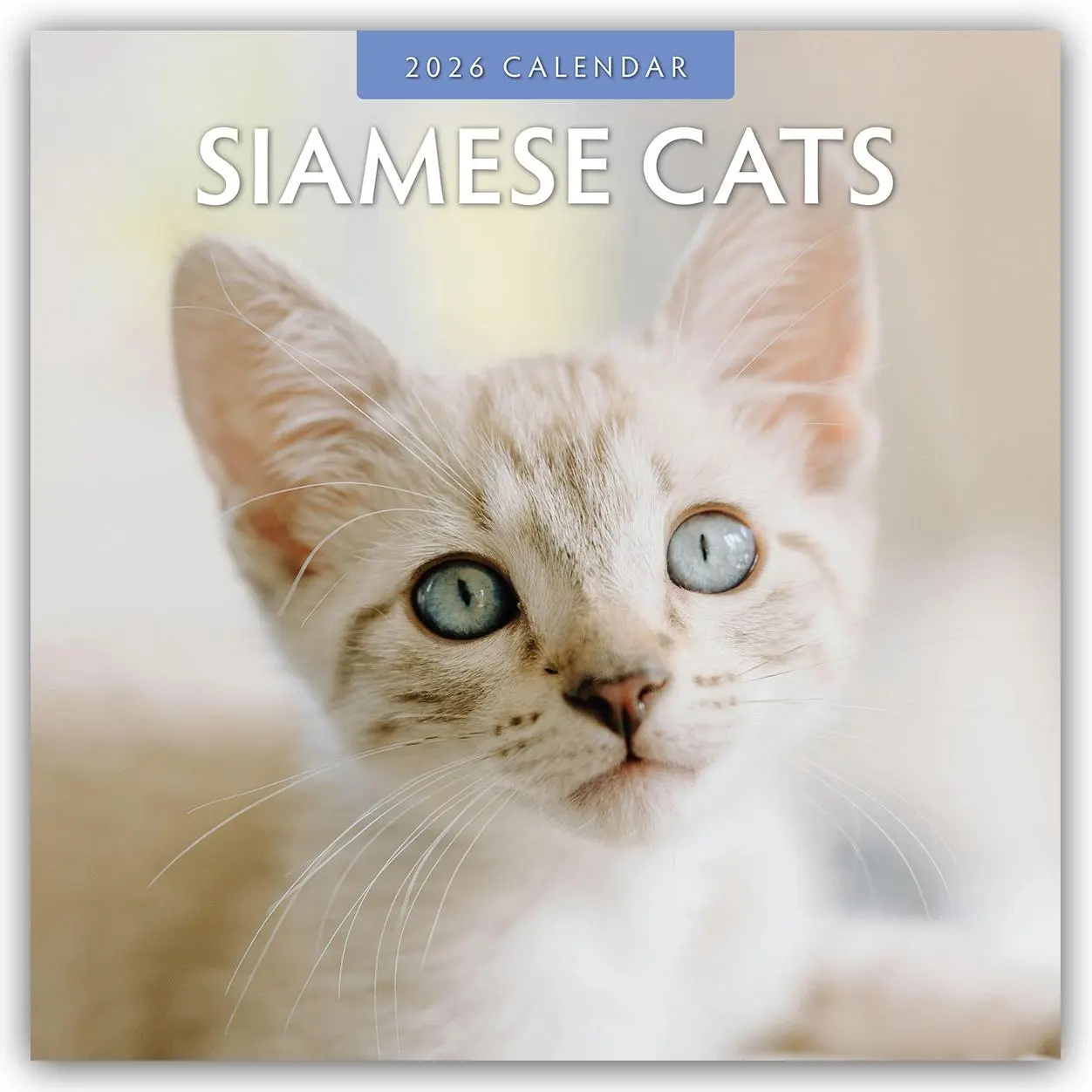 Cover: 9781804427538 | Siamese Cats - Siamkatzen - Siamesische Katzen 2026 -...