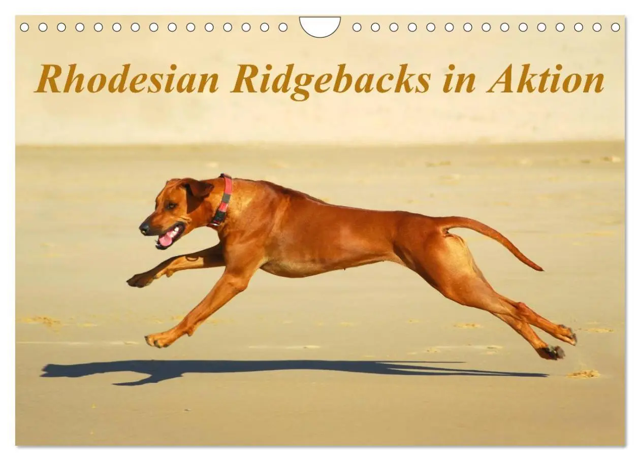 Cover: 9783516067538 | Rhodesian Ridgebacks in Aktion (Wandkalender 2026 DIN A4 quer),...