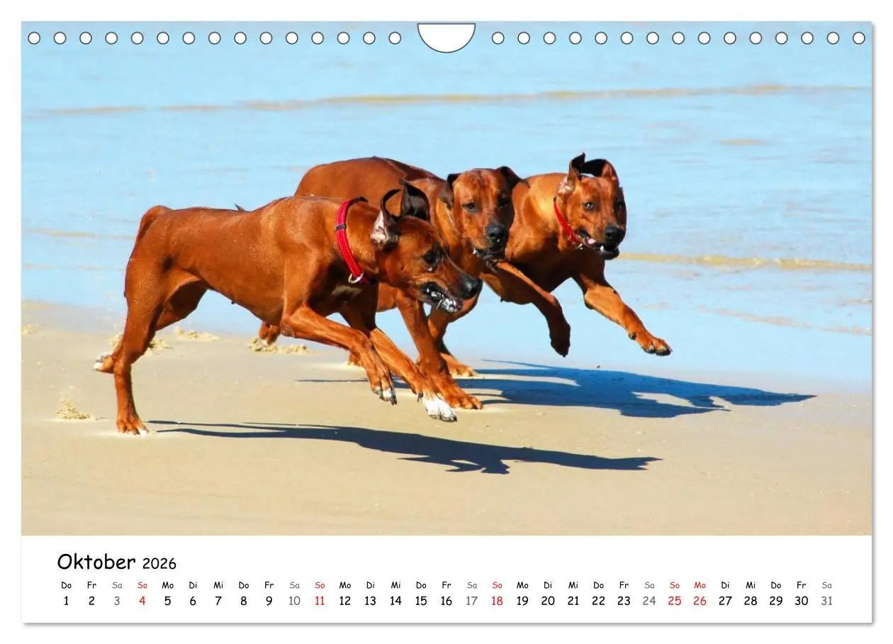 Bild: 9783516067538 | Rhodesian Ridgebacks in Aktion (Wandkalender 2026 DIN A4 quer),...