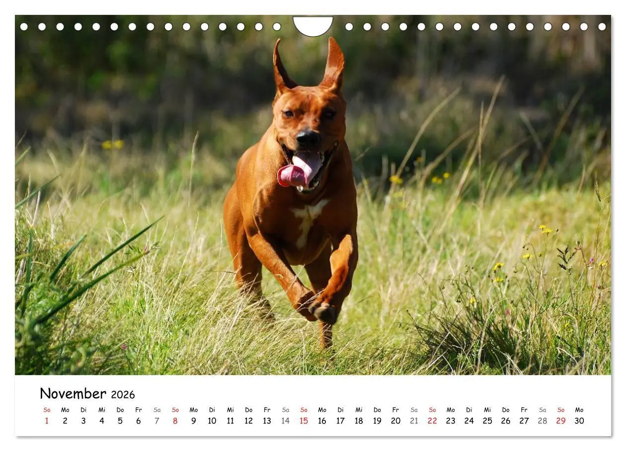 Bild: 9783516067538 | Rhodesian Ridgebacks in Aktion (Wandkalender 2026 DIN A4 quer),...