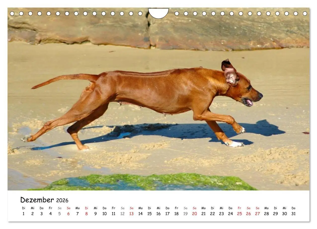 Bild: 9783516067538 | Rhodesian Ridgebacks in Aktion (Wandkalender 2026 DIN A4 quer),...