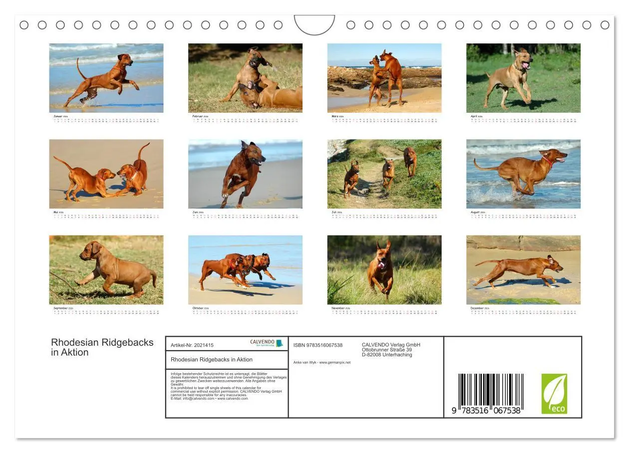 Bild: 9783516067538 | Rhodesian Ridgebacks in Aktion (Wandkalender 2026 DIN A4 quer),...