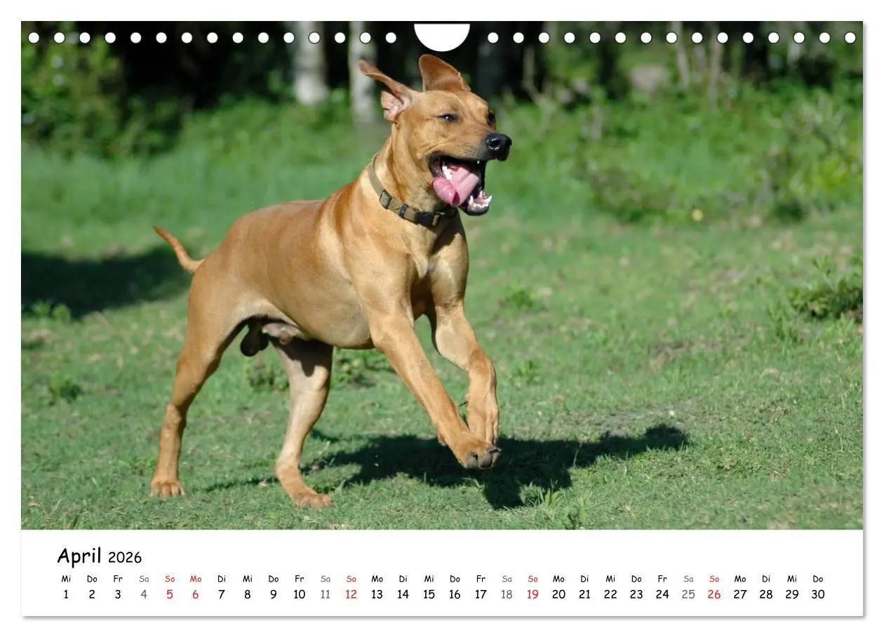 Bild: 9783516067538 | Rhodesian Ridgebacks in Aktion (Wandkalender 2026 DIN A4 quer),...