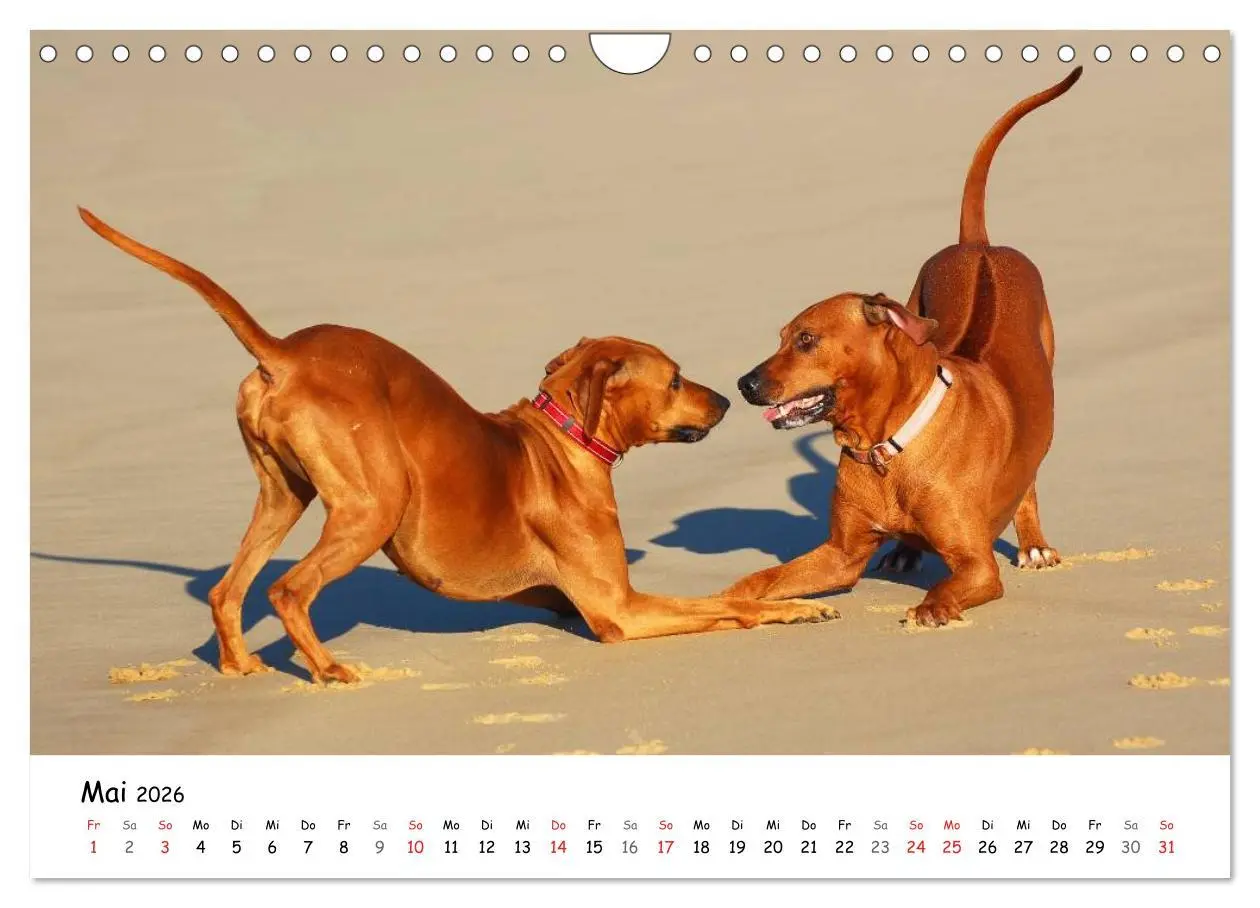 Bild: 9783516067538 | Rhodesian Ridgebacks in Aktion (Wandkalender 2026 DIN A4 quer),...