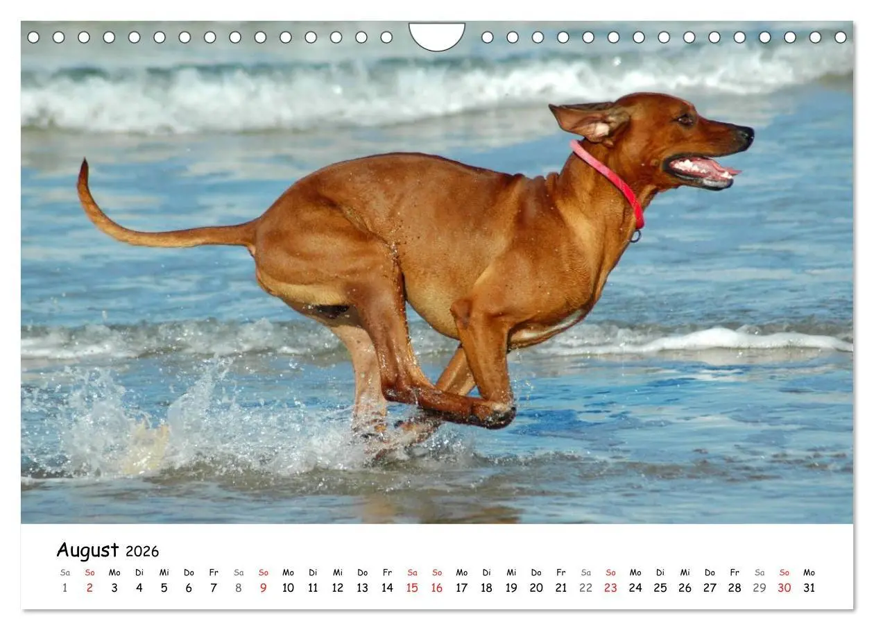 Bild: 9783516067538 | Rhodesian Ridgebacks in Aktion (Wandkalender 2026 DIN A4 quer),...