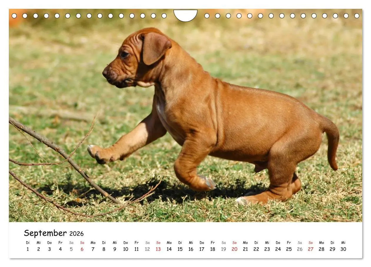 Bild: 9783516067538 | Rhodesian Ridgebacks in Aktion (Wandkalender 2026 DIN A4 quer),...