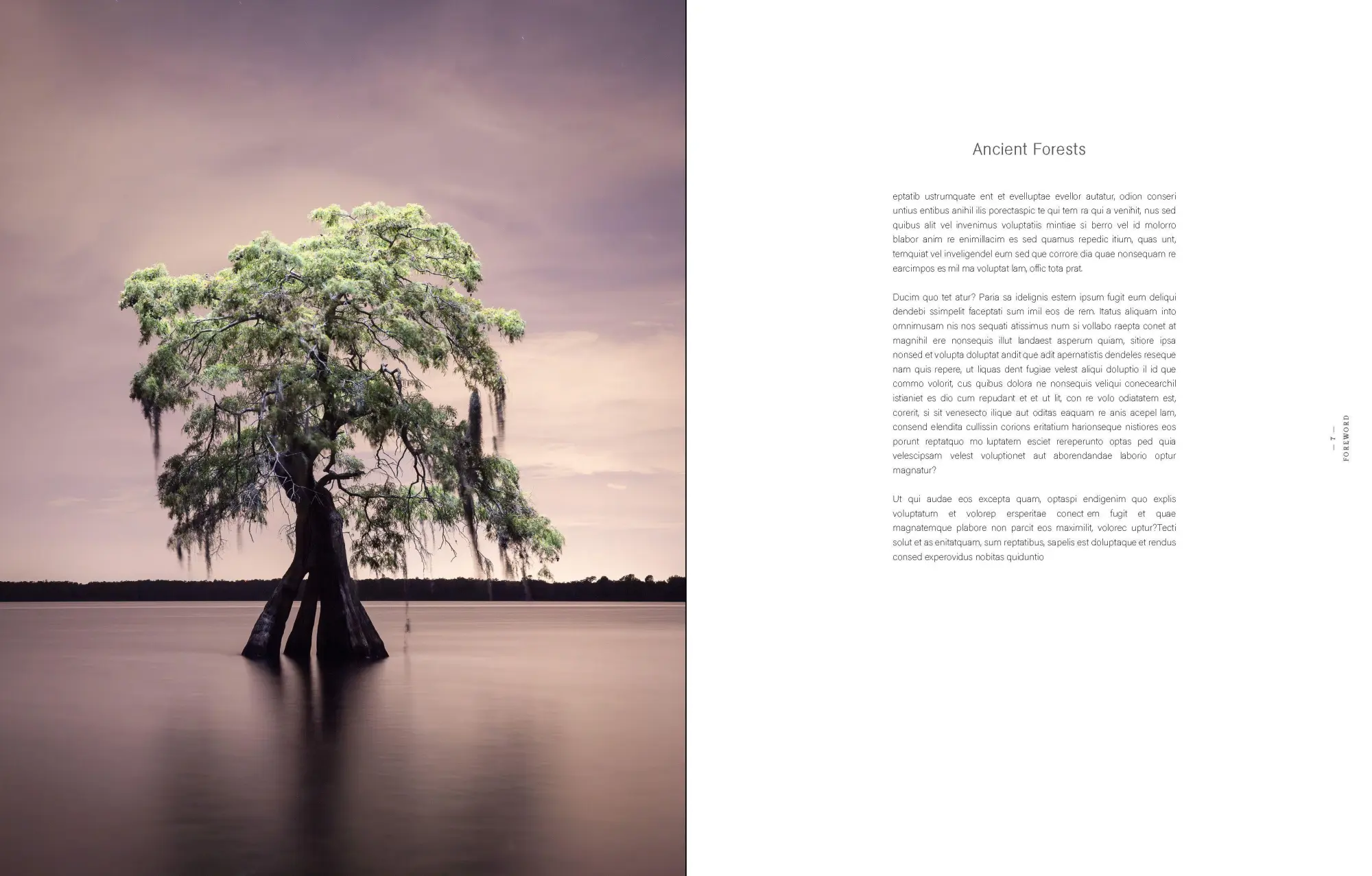 Bild: 9783961717538 | American Amazon | Mac Stone | Buch | 272 S. | Englisch | 2026