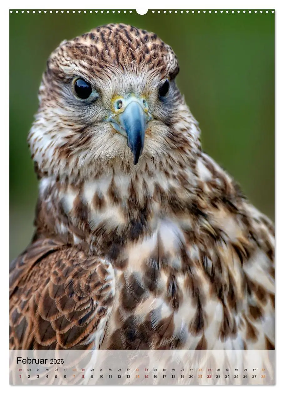 Bild: 9783516367638 | Vögel - gefiederte Freunde in unserer Natur (hochwertiger Premium...