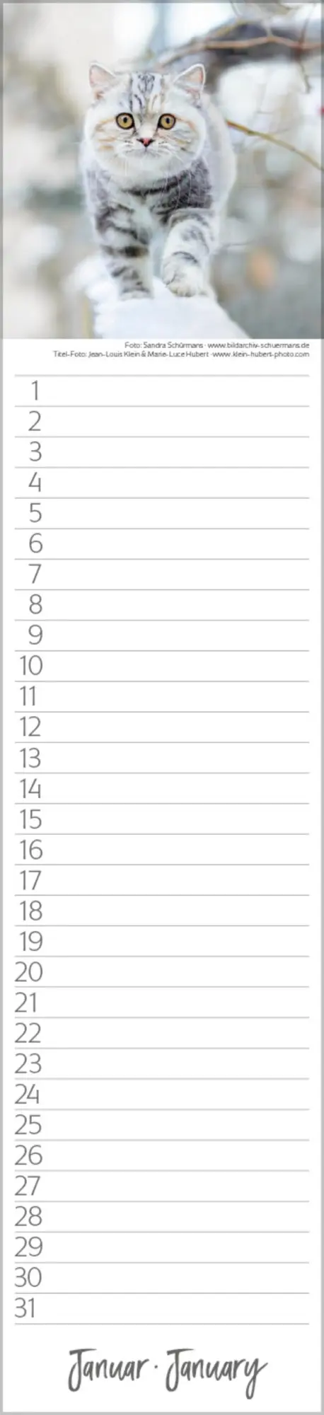Bild: 9783731887638 | Geburtstags-Langplaner Cats | Verlag Korsch | Kalender | 13 S.