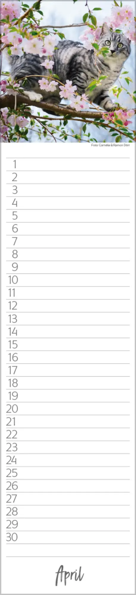 Bild: 9783731887638 | Geburtstags-Langplaner Cats | Verlag Korsch | Kalender | 13 S.