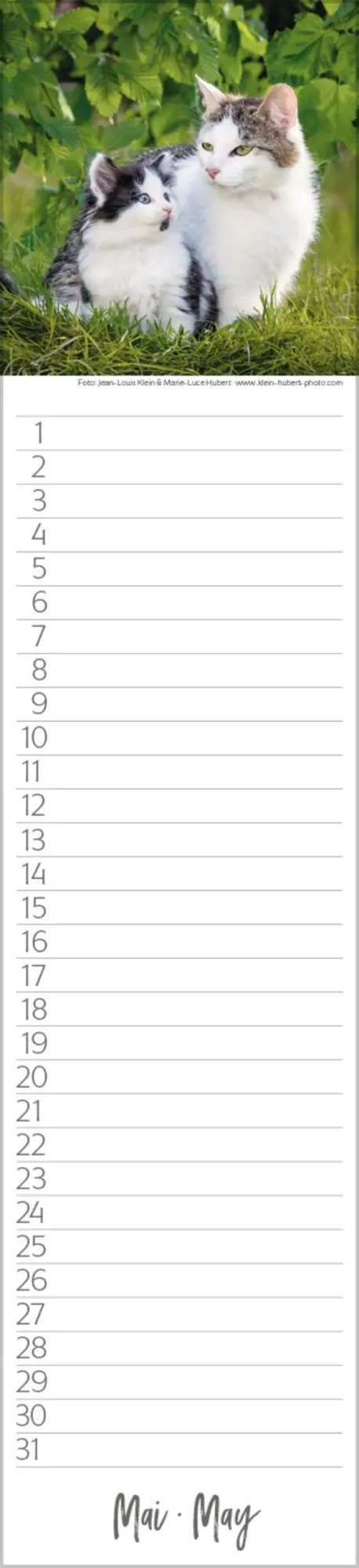 Bild: 9783731887638 | Geburtstags-Langplaner Cats | Verlag Korsch | Kalender | 13 S.