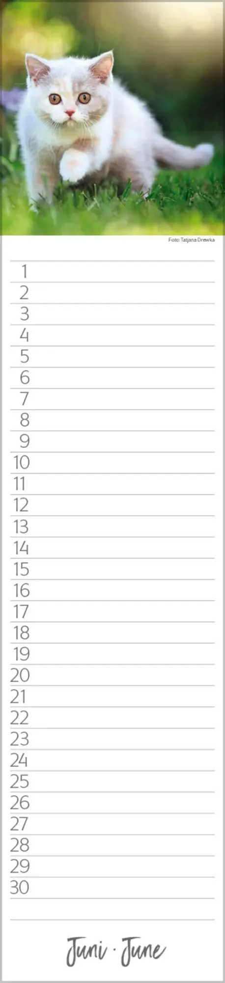 Bild: 9783731887638 | Geburtstags-Langplaner Cats | Verlag Korsch | Kalender | 13 S.