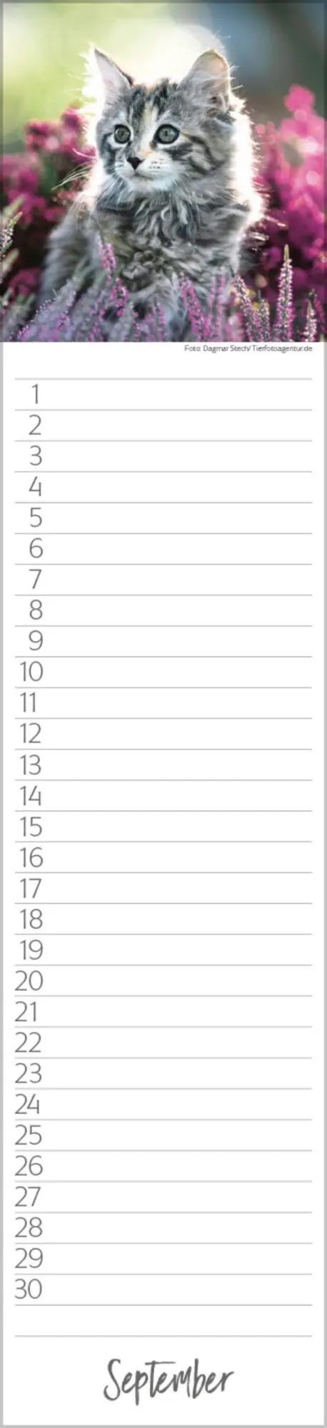 Bild: 9783731887638 | Geburtstags-Langplaner Cats | Verlag Korsch | Kalender | 13 S.