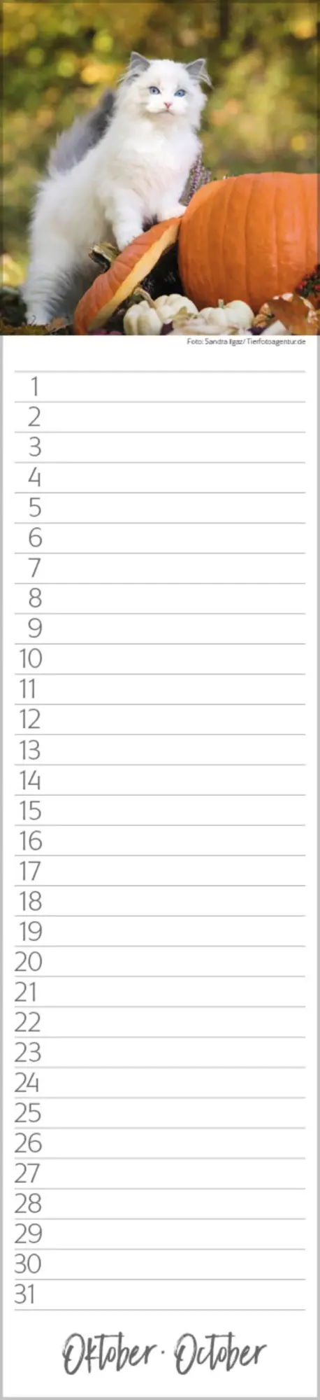 Bild: 9783731887638 | Geburtstags-Langplaner Cats | Verlag Korsch | Kalender | 13 S.