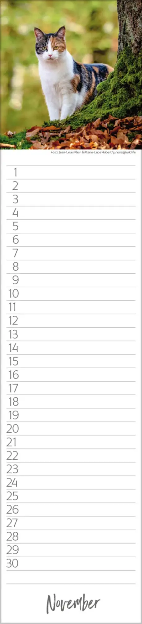 Bild: 9783731887638 | Geburtstags-Langplaner Cats | Verlag Korsch | Kalender | 13 S.