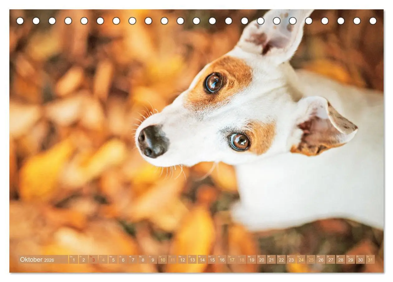 Bild: 9783516597738 | Jack Russell Terrier: flink und verspielt (Tischkalender 2026 DIN...