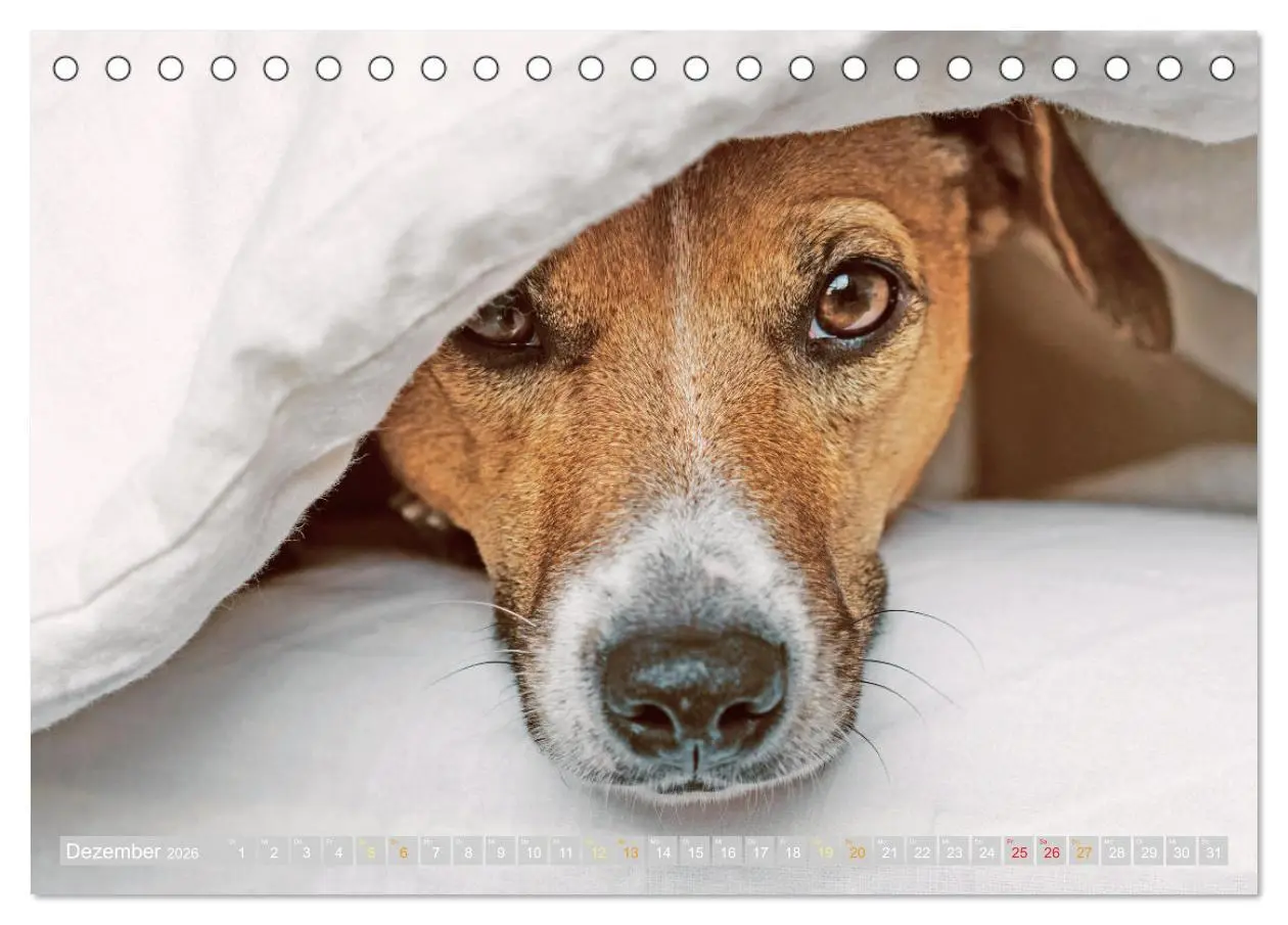 Bild: 9783516597738 | Jack Russell Terrier: flink und verspielt (Tischkalender 2026 DIN...