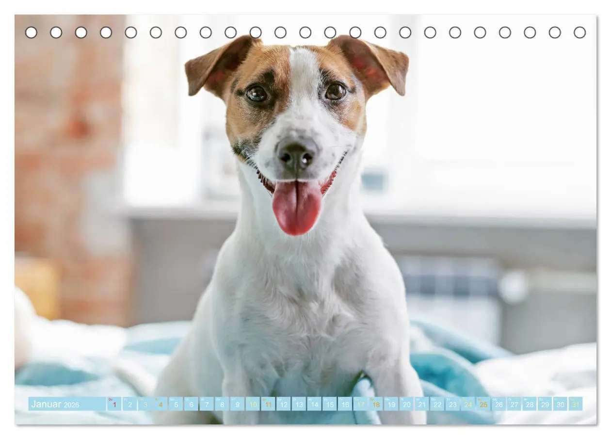 Bild: 9783516597738 | Jack Russell Terrier: flink und verspielt (Tischkalender 2026 DIN...